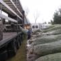 Dodane przez klienta firmy 31.03.2018 - Plantacja Choinek w Rezerwacie Bobra - wycinamy, pakujemy w siatkę i ładujemy na transport