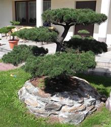 Bonsai Ogrodowe