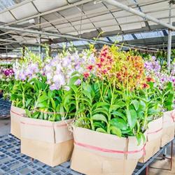 Artis Flower Hurtownia Kwiatów