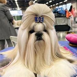 AD ACTE Hodowla Shih-Tzu