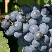 Bodegas Santa Rufina