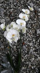 Kwiaciarnia ,,Orchidea"