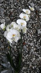 Kwiaciarnia ,,Orchidea"