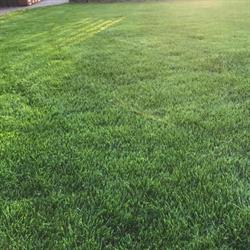 Lawn Care