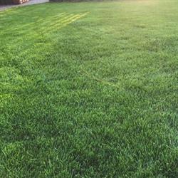 Lawn Care