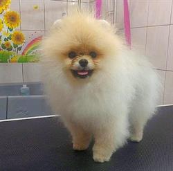Profesjonalny Salon Pielęgnacji Zwierząt "Och My Dog"