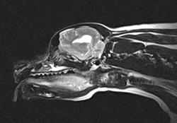 Radiologica VET