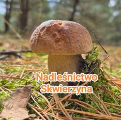 NADLESNICTWO SKWIERZYNA