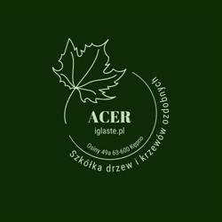 Rośliny do ogrodu Acer szkółka drzew i krzewów
