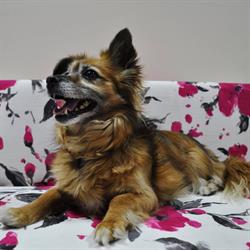 Przychodnia Weterynaryjna "DevaVet" - Justyna Kowalczyk-Sekular
