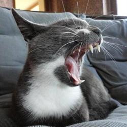 Gabinet weterynaryjny Gato