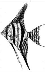 Fish Hurt. Hurtownia ryb akwariowych oraz ryb do oczek wodnych. Koczoń A.