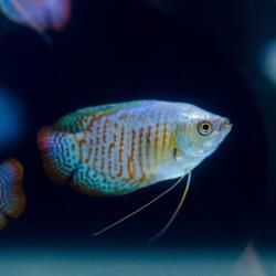Centrum Zoologiczne Skalar