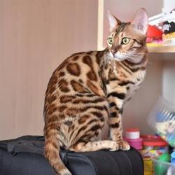 Aeni Bengal PL Hodowla Kotów Bengalskich - Bengal Cat Cattery