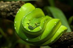 Sklep zoologiczny ''ARA""