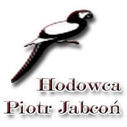 Hodowla ptaków egzotycznych Piotr Jabcoń