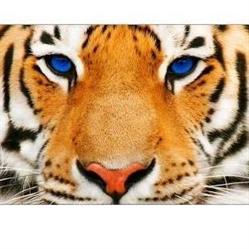 U TIGERA SKLEP OKAZYJNY PRZEMYSŁAW SITEK