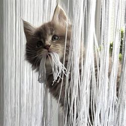 Hodowla kotów Maine Coon Pod Sosnami*PL