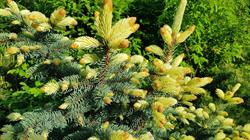 Szkółka Róż i Roślin Ozdobnych "Rosaplant" i "Berberys"