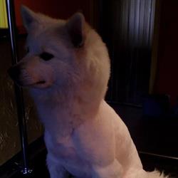 Psi salon