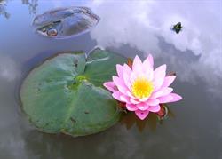 Lily Garden