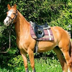 Ośrodek Jazdy Konnej PONY SPORT