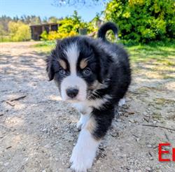 Gospodarstwo Ekologiczne "Ekostyl"