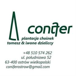 Conifer Plantacja Choinek. Świąteczne Drzewka Choinkowe
