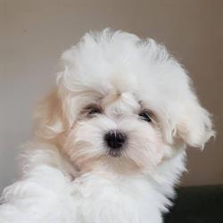Hodowla psów Shih-Tzu & Maltańczyk Elmandi