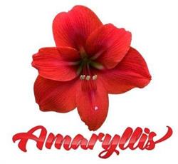 Amaryllis