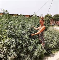 Papa Weed Poland