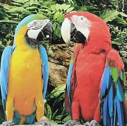 Ara Sklep Zoologiczny Elżbieta Rzepecka