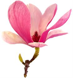 Szkółka krzewów ozdobnych Magnolia
