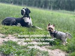 Salon Groomerski Pupil. Strzyżenie & Pielęgnacja Psów