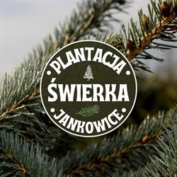 Plantacja choinek - Drzewka Iglaste
