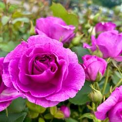MAGIC ROSE.