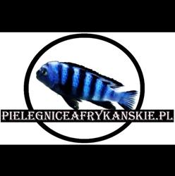 Hodowla pielęgnic afrykańskich