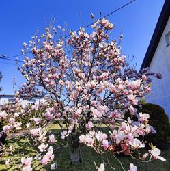 Magnolia Ogrody