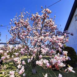 Magnolia Ogrody