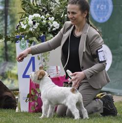 Jack Russell Terrier DAGOBAH FCI Hodowla Psow Rasowych