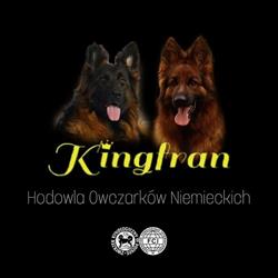 Hodowla Owczarków Niemieckich Kingfran