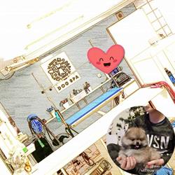 DOG SPA salon pielegnacji zwierząt