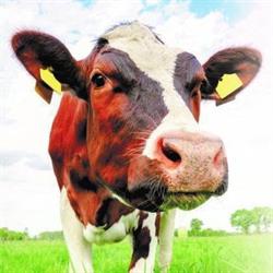 Gabinet Weterynaryjny ES-VET