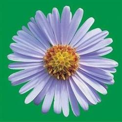 Rodzinny Ogród Działkowy ASTER