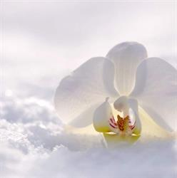 Kwiaciarnia. Orchidea Agnieszka Budzisz
