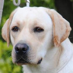 Zaciszna Knieja FCI. Hodowla Labrador Retriever.