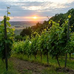 Winnica Dąbrówka