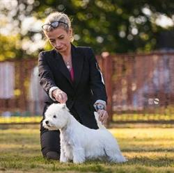 Sienatori Hodowla West Highland White Terrier i Terrier Szkocki