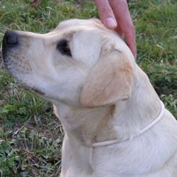 Perfect Breed - Hodowla psów Labrador Retriever i Golden Retriever