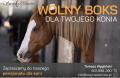 Pensjonat boks dla konia Stajnia Celinów